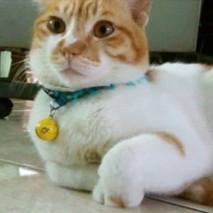 Tiyas Cery profile icon