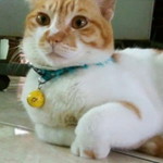 Tiyas Cery profile icon