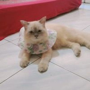 Nitha Yulie profile icon