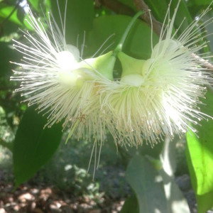 Ajir Muqodasah profile icon