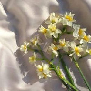 Shazwani Eshham profile icon