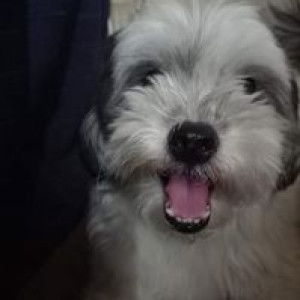 Lauren Pabustan profile icon