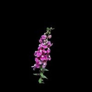 Indah Wuland profile icon