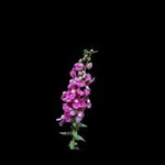 Indah Wuland profile icon