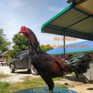 อินตรา ภัทรธิดา profile icon