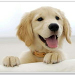 Phapatsara Phanyokit profile icon