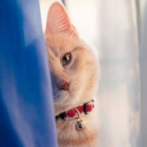 Saskia Amalia profile icon