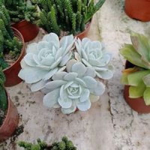 Nur Azian profile icon