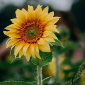 shaezatun Aisha solimin profile icon