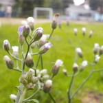 Fanny Sidqia profile icon