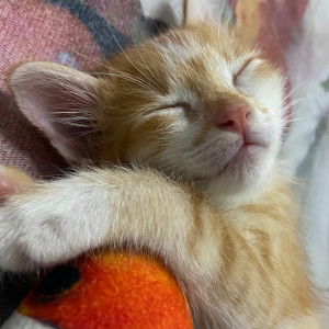 Kuntum Bunga profile icon