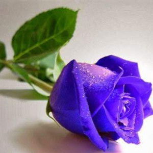 Nazatul Yusof Nazatul Yusof profile icon