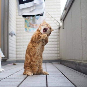 Desi Wahyuni profile icon