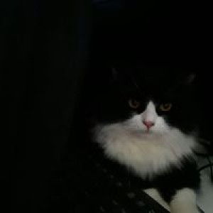 Paraloy PloyPink profile icon