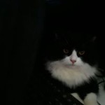 Paraloy PloyPink profile icon