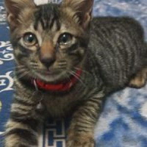 Kha Tijah profile icon