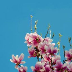 Salsabila Tsabita profile icon