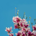 Salsabila Tsabita profile icon