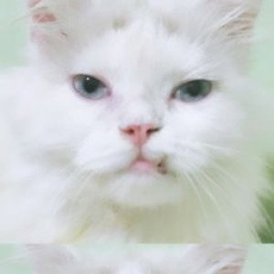 Alifianti Kosiwi profile icon