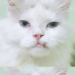 Alifianti Kosiwi profile icon