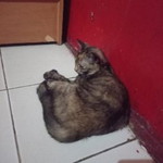 Rinjani Umi profile icon