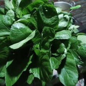 Anisatul Mufidah profile icon