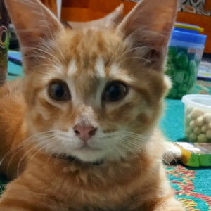 Lisa Istiqomah profile icon