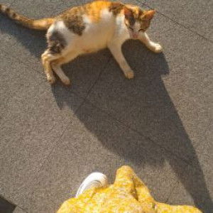 suara irma profile icon