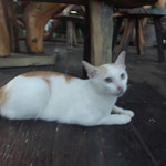 PIK profile icon