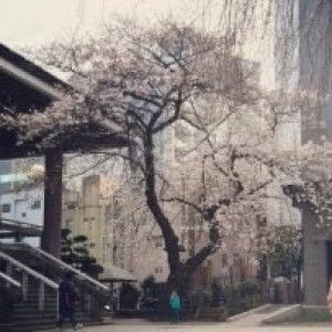 Niza Mrizal profile icon