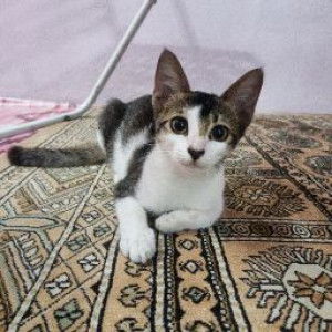 Nur Farah Ain profile icon