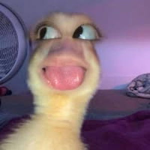 Laec Sire profile icon