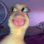 Laec Sire profile icon