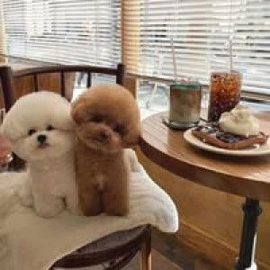 Anisa Mustofiah profile icon