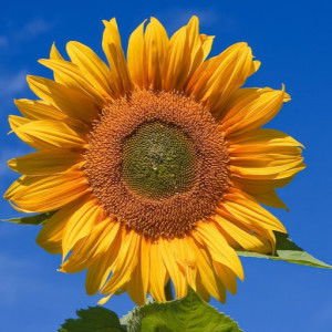 Son Son profile icon