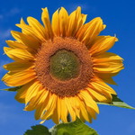 Son Son profile icon