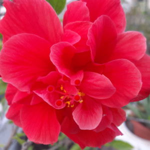 mommy vers profile icon