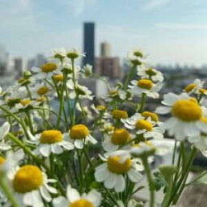 Fibria Isna profile icon