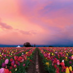 Nur hazwani profile icon