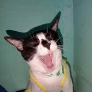 愛してます 愛してます profile icon