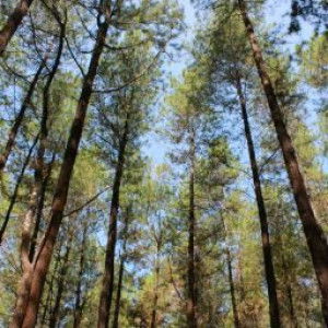 Nurul Anis profile icon