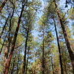 Nurul Anis profile icon