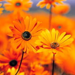 Rizky nur safitri Tahir profile icon