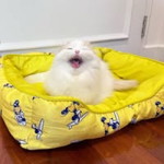 Combatant Combatant profile icon