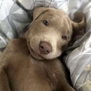 Oppo Zaza profile icon