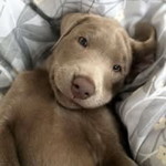 Oppo Zaza profile icon