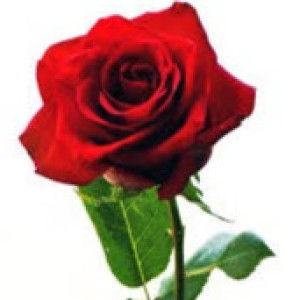 Dwi Sri Wakhyuni profile icon