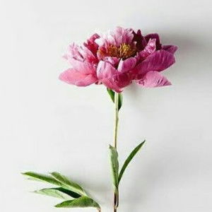 dwi sinta profile icon