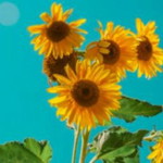 Diah Puji Lestari profile icon