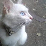 Elegan Chutaros Mie profile icon